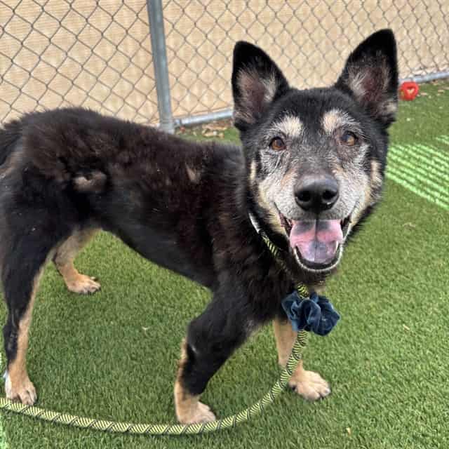 Photo of Barkley, adoptable senior dog in Phoenix, Arizona