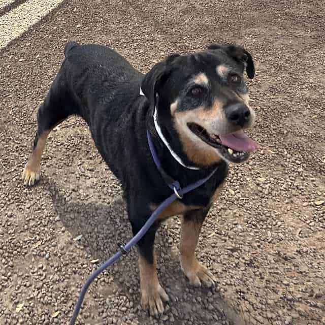 Photo of Doris, adoptable senior dog in Phoenix, Arizona