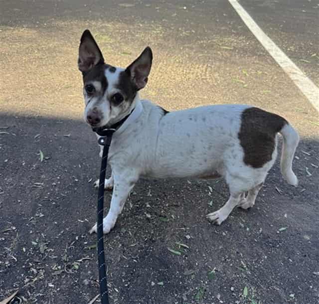 Photo of Gigi, adoptable senior dog in Phoenix, Arizona
