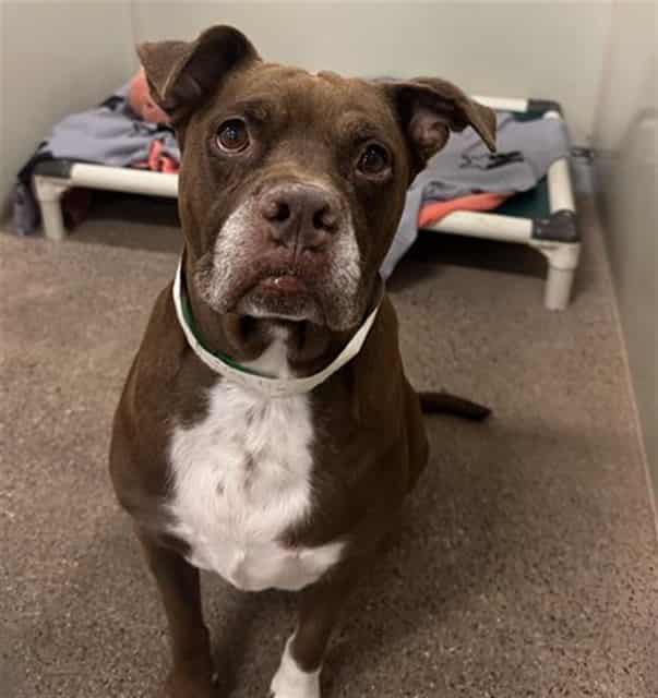 Photo of Lolli, adoptable senior dog in Phoenix, Arizona