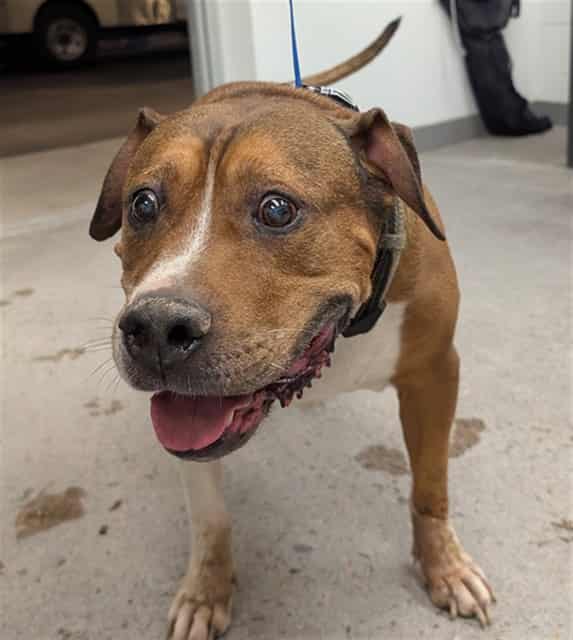 Photo of Artie, adoptable senior dog in Phoenix, Arizona