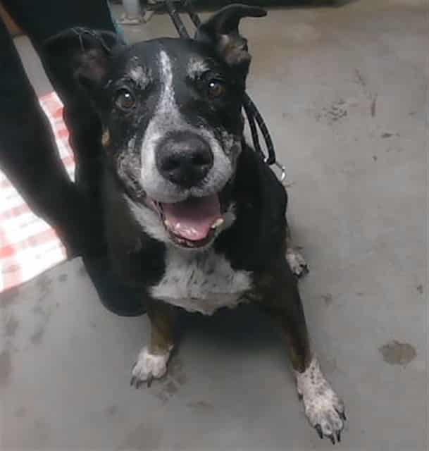 Photo of Puddles, adoptable senior dog in Phoenix, Arizona
