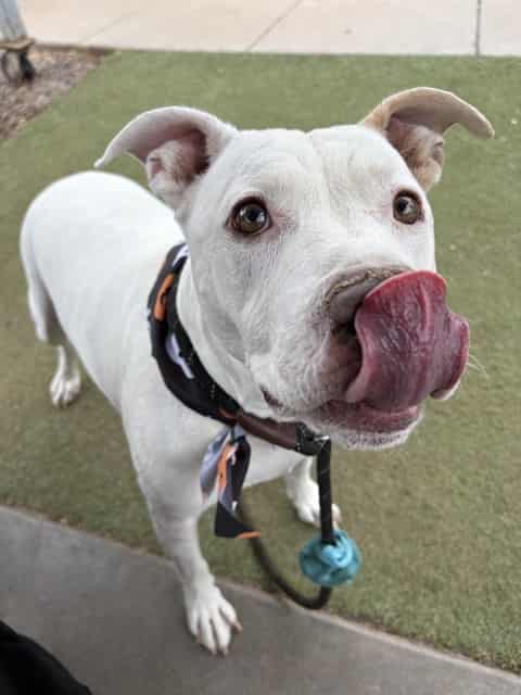 Photo of Kona, adoptable senior dog in Phoenix, Arizona