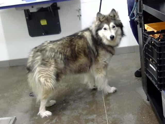 Photo of Mila, adoptable senior dog in Phoenix, Arizona