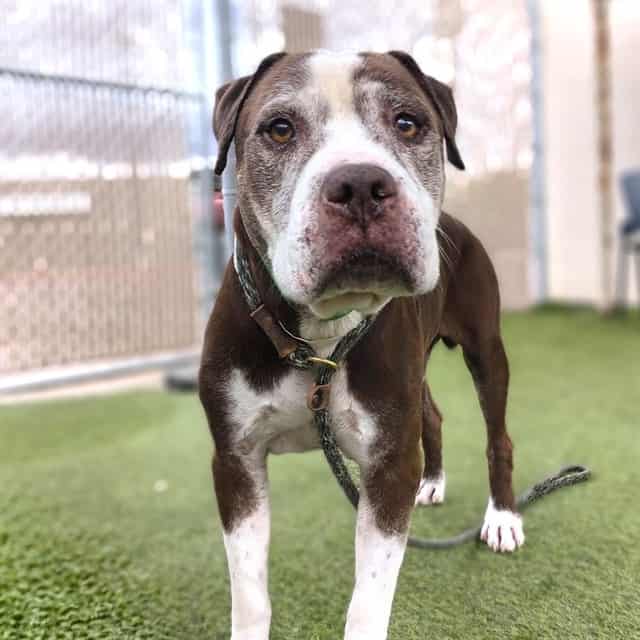 Photo of Eugene, adoptable senior dog in Phoenix, Arizona