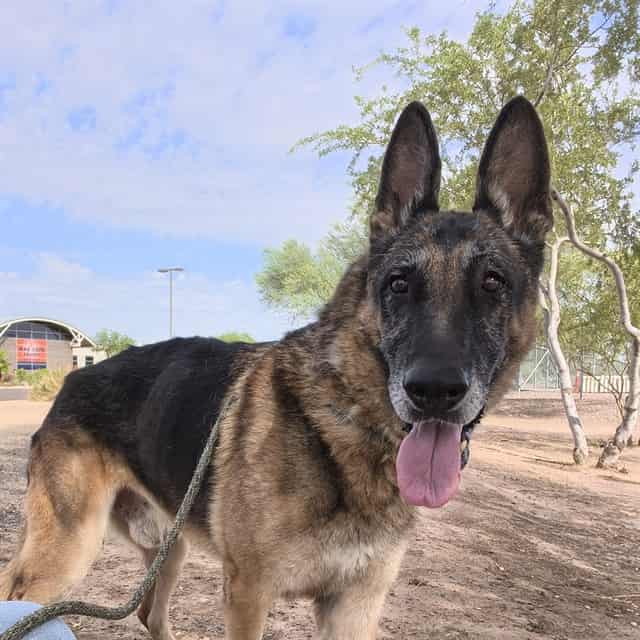 Photo of Theodore, adoptable senior dog in Phoenix, Arizona