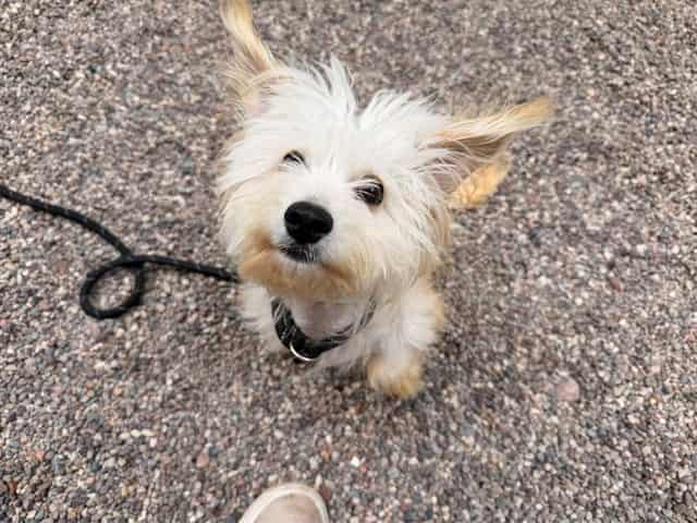 Photo of Moomin, adoptable senior dog in Phoenix, Arizona