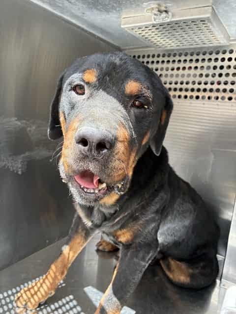 Photo of Goji, adoptable senior dog in Phoenix, Arizona