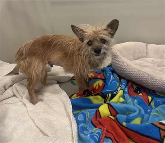 Photo of Einstein, adoptable senior dog in Phoenix, Arizona