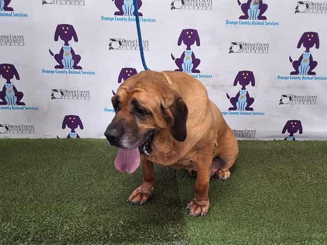 Photo of Apollo, adoptable senior mastiff in Orlando, Florida