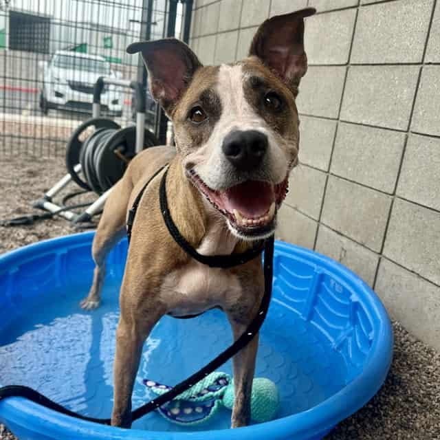 Photo of Elli, adoptable senior dog in Phoenix, Arizona