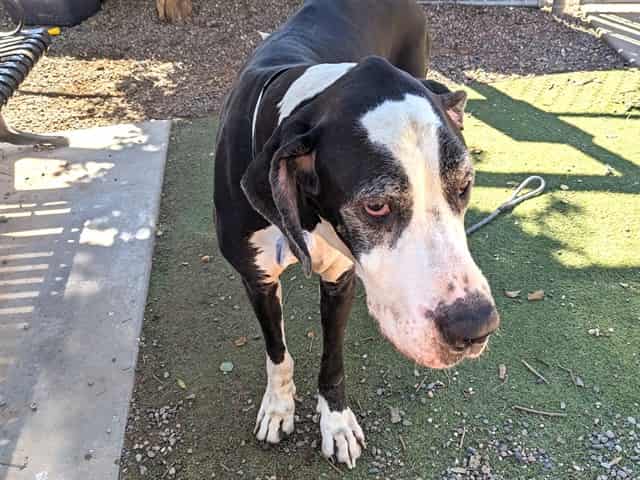 Photo of Clover, adoptable senior dog in Phoenix, Arizona