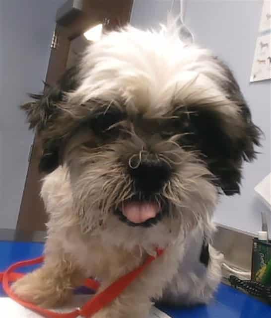 Photo of Charlie, adoptable senior dog in Phoenix, Arizona