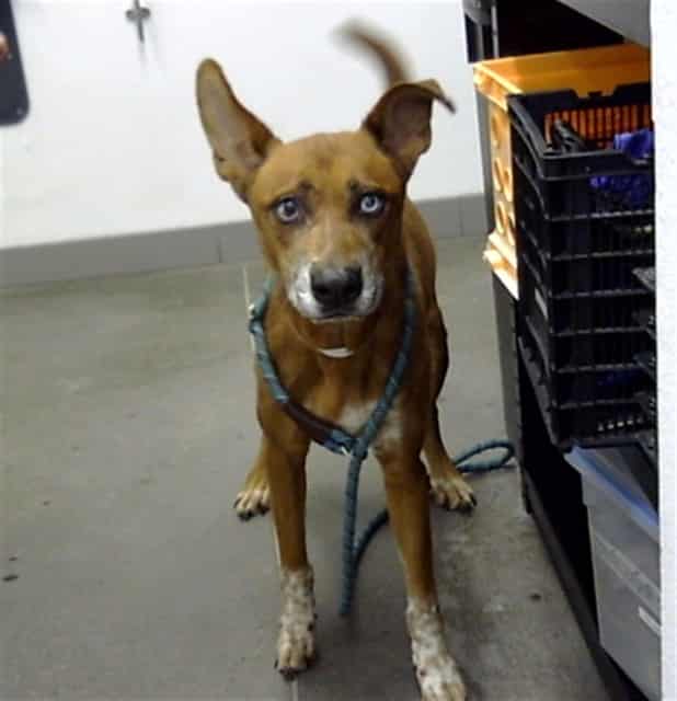 Photo of Baxter, adoptable senior dog in Phoenix, Arizona