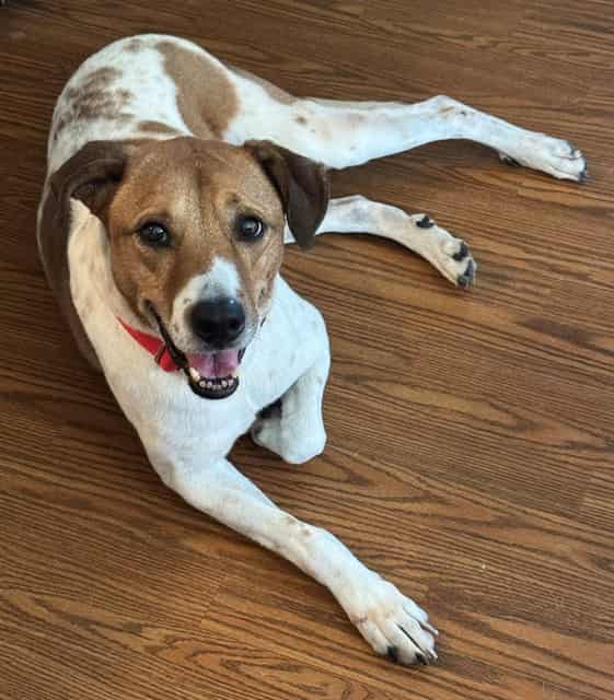 Photo of Wishbone, adoptable senior BROWN/WHITE ENG FOXHOUND/MIX in Arizona