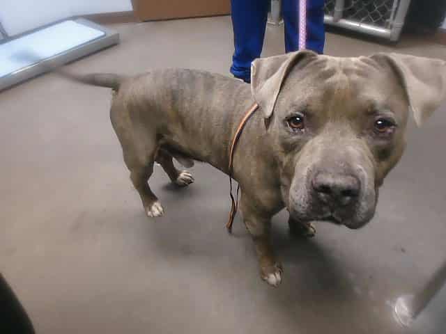 Photo of Bigelow, adoptable senior dog in Phoenix, Arizona