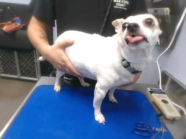 Photo of Chewie, adoptable senior dog in Phoenix, Arizona