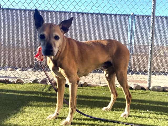 Photo of Skippy, adoptable senior dog in Phoenix, Arizona