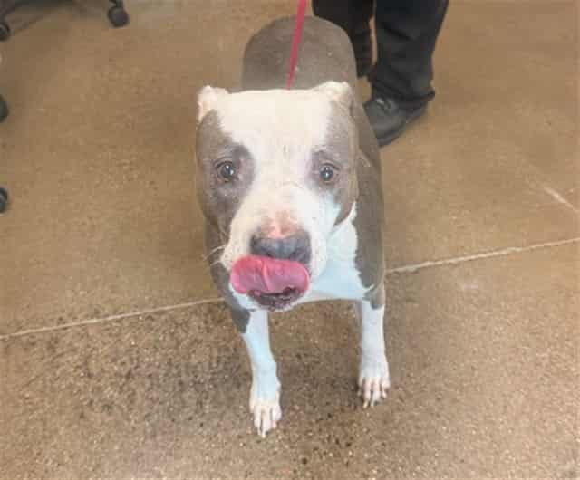 Photo of Kiwi, adoptable senior dog in Phoenix, Arizona