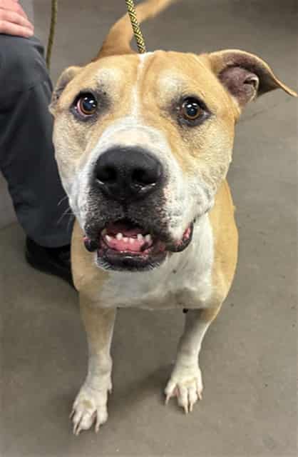 Photo of Louie, adoptable senior dog in Phoenix, Arizona
