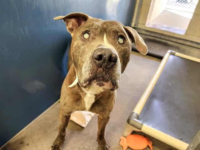 Photo of Chester, adoptable senior dog in Phoenix, Arizona