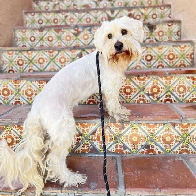 Photo of Lucky, adoptable senior dog in Phoenix, Arizona