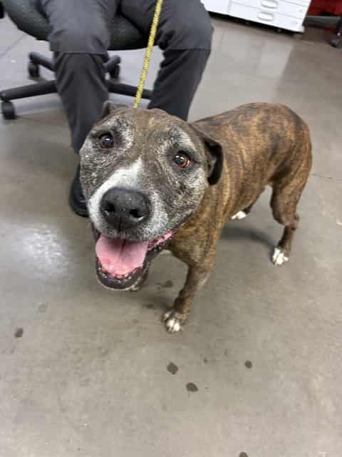 Photo of Heidi, adoptable senior dog in Phoenix, Arizona