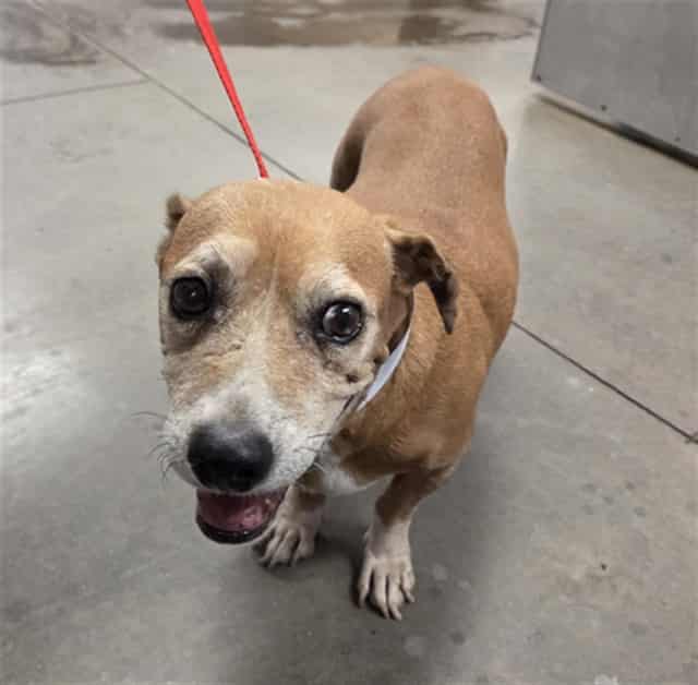 Photo of Mandy, adoptable senior dog in Phoenix, Arizona