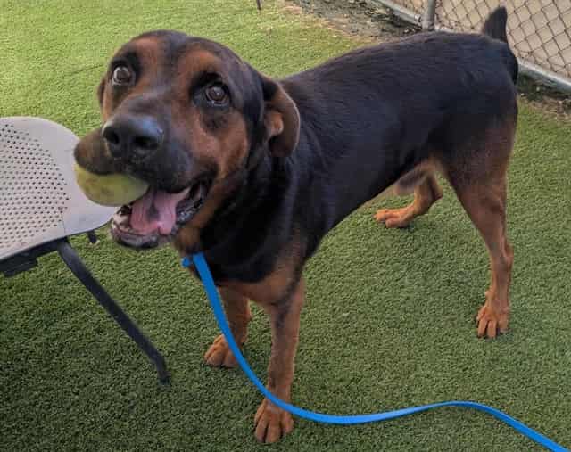 Photo of Reggie, adoptable senior dog in Phoenix, Arizona