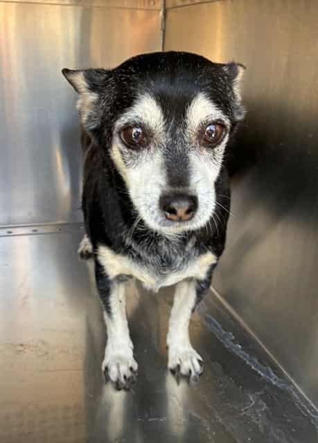 Photo of Otter, adoptable senior dog in Phoenix, Arizona
