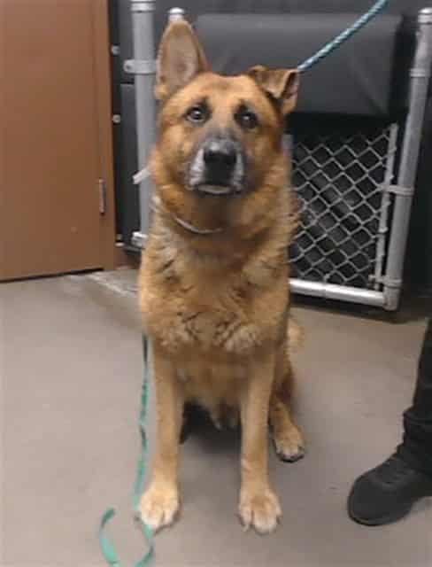 Photo of Rex, adoptable senior dog in Phoenix, Arizona