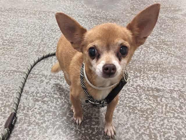 Photo of Gerbil, adoptable senior dog in Phoenix, Arizona
