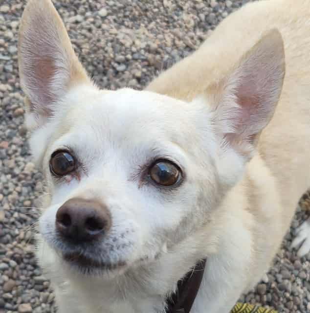 Photo of Goose, adoptable senior dog in Phoenix, Arizona