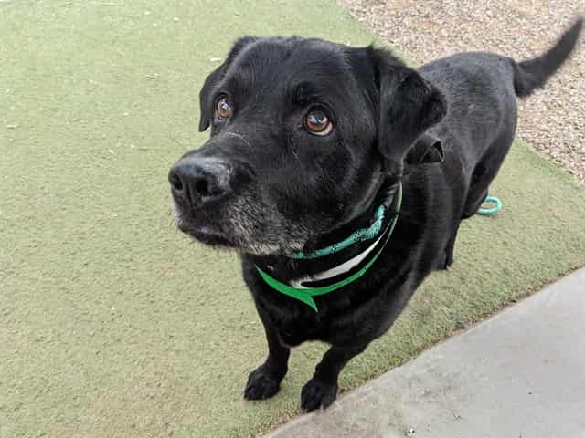 Photo of Achilles, adoptable senior dog in Phoenix, Arizona