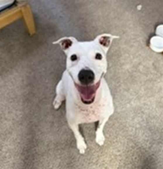 Photo of Kabuki, adoptable senior dog in Phoenix, Arizona