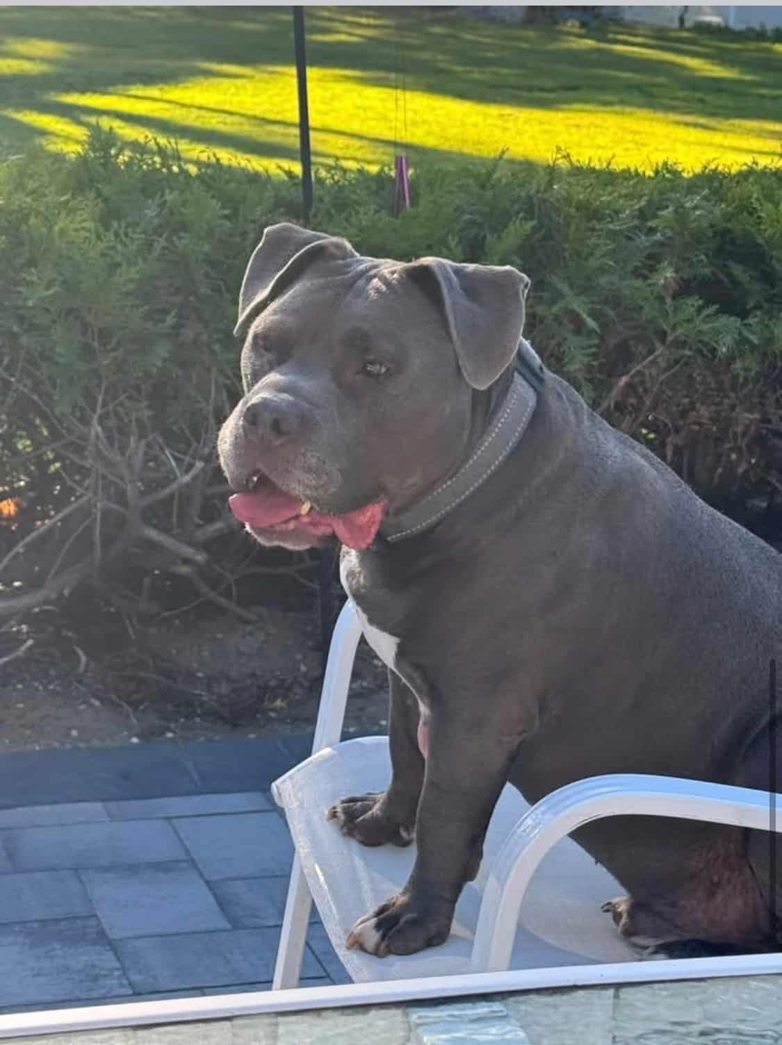 Photo of Rocky, adoptable senior Pitbull (Bully) in Shitley, New York