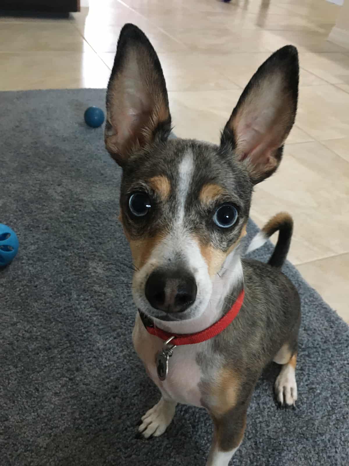 Photo of Codie, adoptable senior Rat terrier in Silver Spring, Maryland