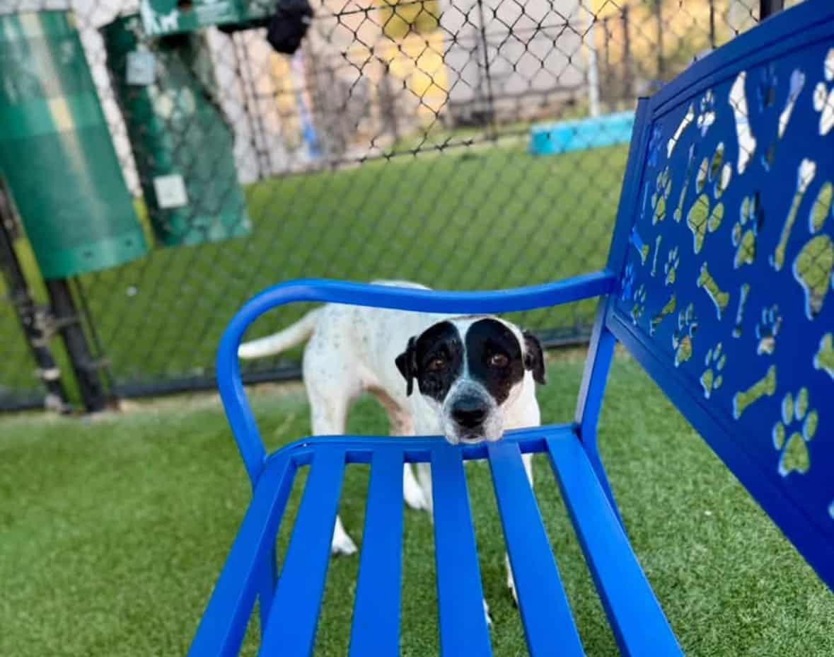 Photo of Lulu A1300242, adoptable senior Mixed breed (possibly heeler mix?) in Dallas, Texas