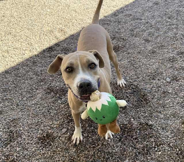 Photo of Honey, adoptable senior dog in Phoenix, Arizona