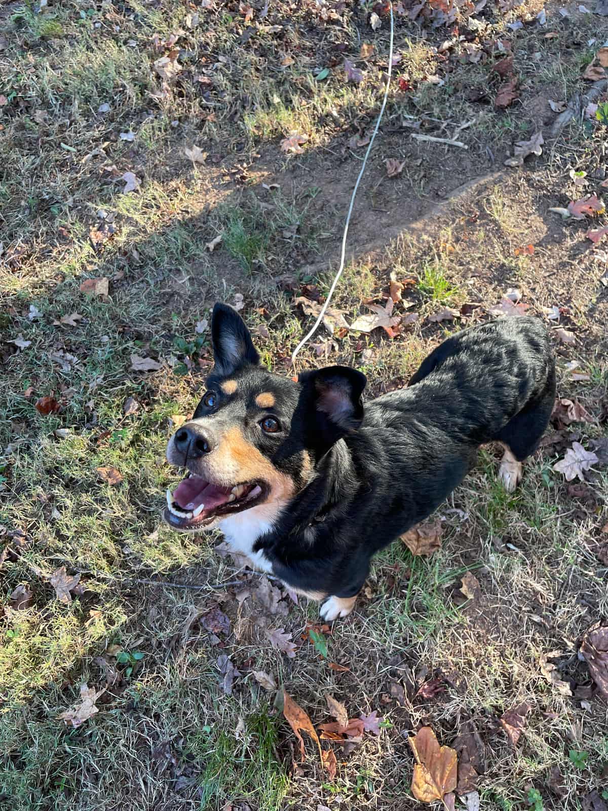 Photo of Barry, adoptable senior Heeler mix in Sherrills Ford, North Carolina