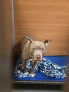 PRIME, adoptable senior American Bulldog mix in Miami, FL