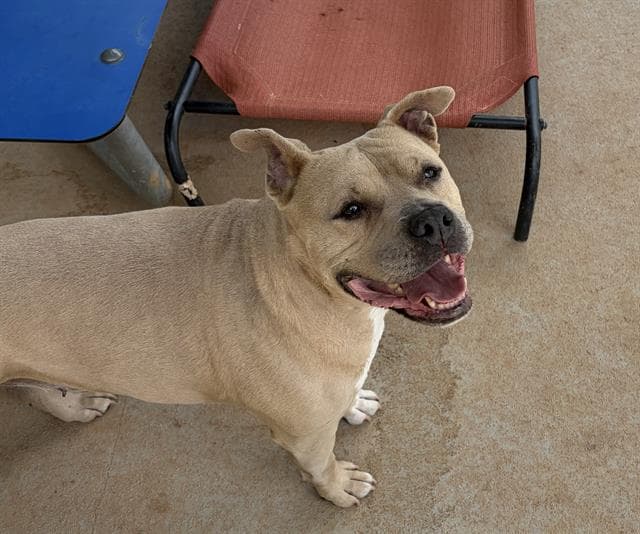 BABY GIRL, adoptable senior Pit Bull Terrier mix in Charlotte, NC