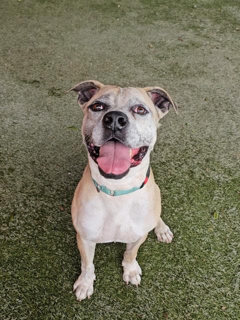 LEO, adoptable senior Labrador Retriever mix in Miami, FL