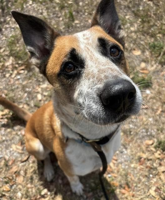 STANLEY, adoptable senior dog in Palmetto, FL