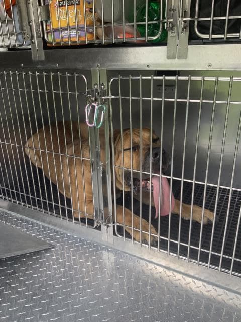 BENNY, adoptable senior Mastiff in Chicago, IL