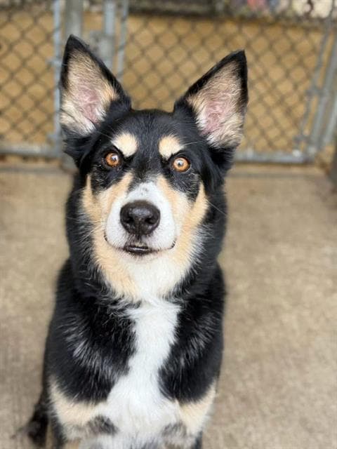 MAJOR, adoptable senior Alaskan Husky mix in Chicago, IL