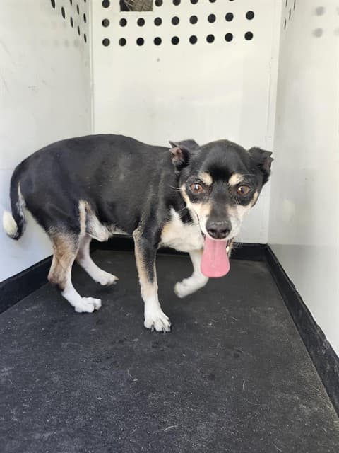 Senior Chihuahua - Smooth Coated, adoptable senior Chihuahua - Smooth Coated in Bakersfield, CA