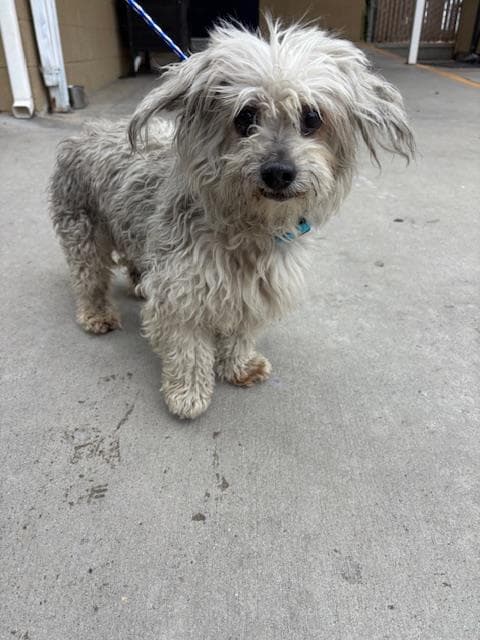 Senior Poodle - Miniature, adoptable senior Poodle - Miniature in Bakersfield, CA