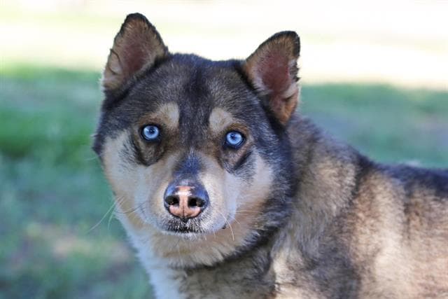 BEAR, adoptable senior Alaskan Husky mix in Albuquerque, NM