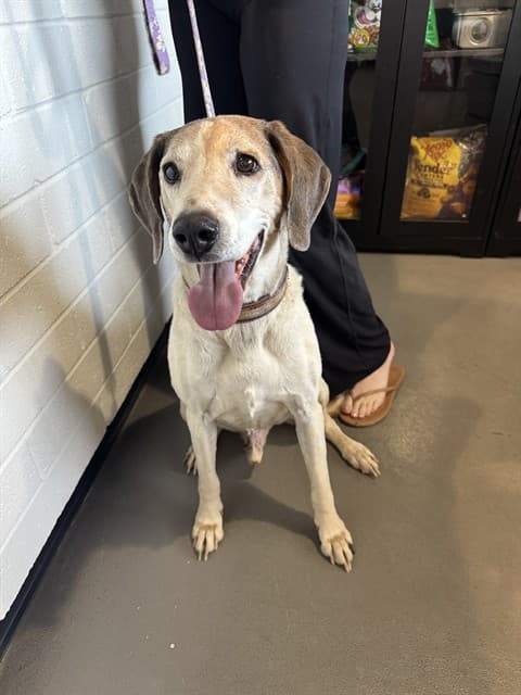 SNOOPY, adoptable senior Beagle mix